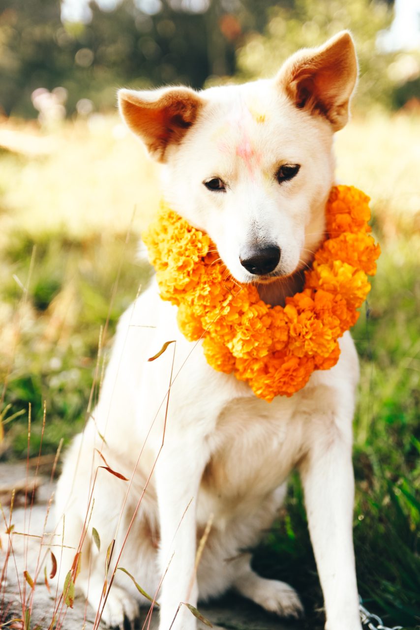 perro celebracion Nepal