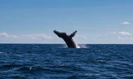 ballena en el océano de Cabo San Lucas en México