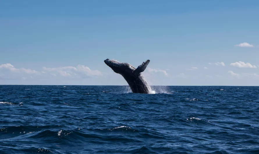 Avistamiento de ballenas en Cabo San Lucas, ¿cuándo?