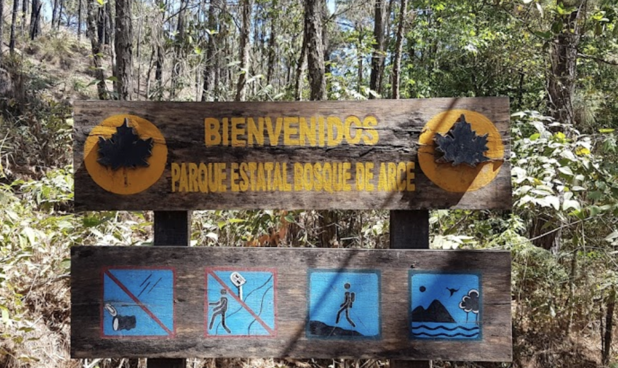 Bosque de Maple en Jalisco (para despedir al otoño)