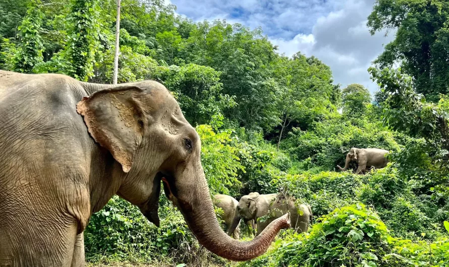 3 santuarios (éticos) de elefantes en Tailandia (hands-off)